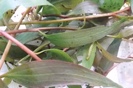 Sóc Trăng: Sâu lạ tàn phá rừng tràm