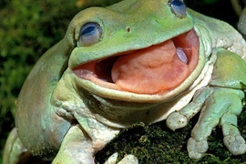 Rắn kịch độc “gào khóc” trong miệng ếch xanh gây tranh cãi