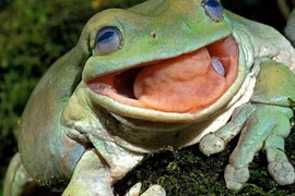 Rắn kịch độc “gào khóc” trong miệng ếch xanh gây tranh cãi