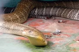 Video: Rắn dài thườn thượt nấp trong bồn cầu nhà dân ở Mỹ