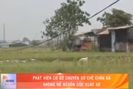 Video: Phát hiện cơ sở sơ chế chân gà không rõ nguồn gốc 