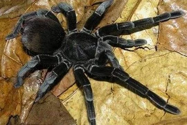 Kiếm bộn khách nhờ bán côn trùng kịch độc