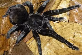 Kiếm bộn khách nhờ bán côn trùng kịch độc