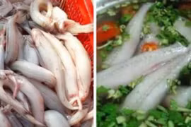 Thứ ở vùng biển làm thức ăn cho gia súc giờ thành đặc sản đắt tiền