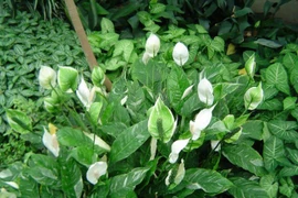 Nhà toàn đồ công nghệ, trồng cây gì cho hết sạch sóng, bức xạ?