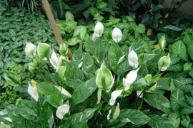 Nhà toàn đồ công nghệ, trồng cây gì cho hết sạch sóng, bức xạ?