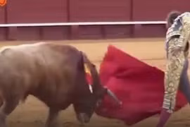 Video: Rùng mình cảnh bò tót húc rách chân đấu sĩ