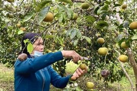 Đặc sản Nghệ An bán rẻ như cho vẫn không ai mua