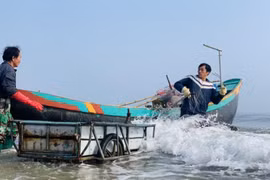 Mùa sứa biển, ngư dân kiếm tiền triệu mỗi ngày