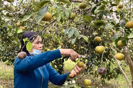 Đặc sản Nghệ An bán rẻ như cho vẫn không ai mua