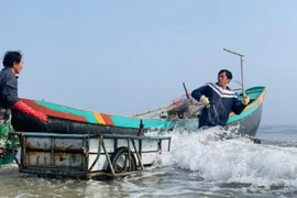 Mùa sứa biển, ngư dân kiếm tiền triệu mỗi ngày