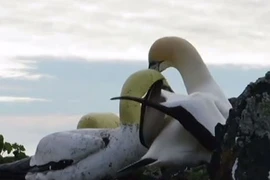 Video: Chú chim ó qua đời sau 3 năm chân thành yêu tượng chim