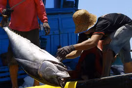 Thủ phủ cá ngừ đại dương tại Phú Yên