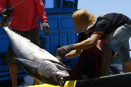 Thủ phủ cá ngừ đại dương tại Phú Yên