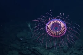 Video: Kinh ngạc cảnh "pháo hoa" lung linh dưới đáy biển sâu