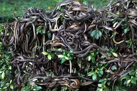 "Lạnh sống lưng" với 6 hòn đảo đáng sợ nhất thế giới