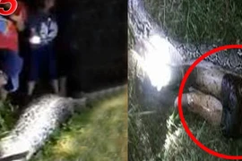 Dân làng chứng kiến cảnh tượng kinh hãi chưa từng có ở đồi cọ