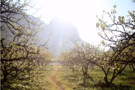 Rừng hoa mận nở trắng trời Mộc Châu thu hút giới trẻ