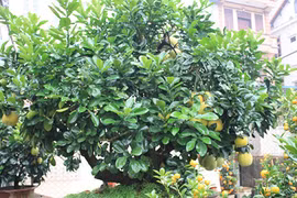 Cây cam, cây chanh trong phong thủy