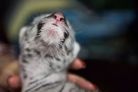 Hổ trắng hiếm có chào đời tại vườn thú