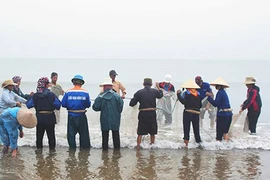 Mùa này cứ ra biển là "kéo" được hàng tạ cá ngảng