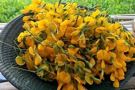 Mùa nước nổi, người dân miền Tây hái bông điên điển thu tiền mỏi tay