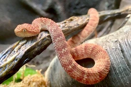 Nhân viên ở sở thú bị rắn độc cắn