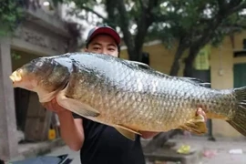 Bắt được con cá chép 20kg, sang tay ngay chục triệu đồng