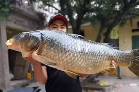 Bắt được con cá chép 20kg, sang tay ngay chục triệu đồng