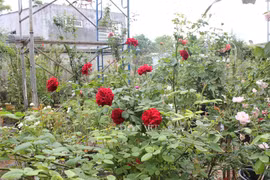 Giáp Tết, "cháy" a lô vì "trót" lấy vợ mê hoa hồng