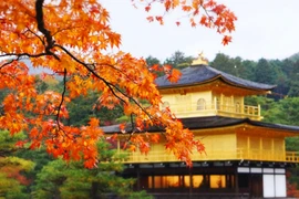 Video: Khám phá mùa thu đẹp hút hồn du khách ở Nhật Bản