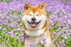 Gặp 4 dấu hiệu này chứng tỏ thần may mắn sắp gõ cửa