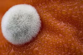 Ngỡ ngàng trước những vật thể đẹp lung linh dưới kính hiển vi điện tử