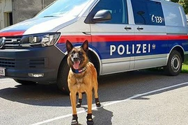 Chó cảnh sát đi giày chống nóng