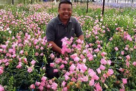 Ngất ngây với vườn hoa chuông rực rỡ ở Đà Lạt