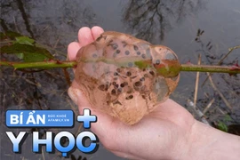 Bí ẩn cơn mưa chất nhầy mang theo thứ dịch bệnh khiến cả thị trấn nhập viện