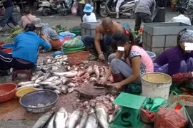 Hành trình đưa cá ươn từ chợ lên bàn ăn của các đầu nậu