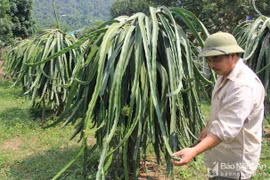 Vựa thanh long lớn nhất Nghệ An
