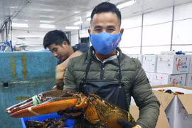 Nhà giàu Việt chi cả chục triệu đồng mua tôm khổng lồ về ăn