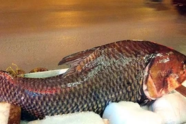 Người Hà Nội mua cá hô “khủng” từ Campuchia về ăn Tết