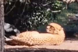 Video: Chó nhà hung hăng đối đầu báo dữ và cái kết đầy bất ngờ