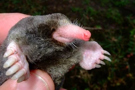 Phát hiện thêm 65 loài mới ở Việt Nam