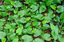 Rau mùi khó chịu, trước chỉ cho lợn ăn, giờ bán 200 nghìn/kg