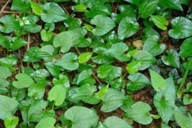 Rau mùi khó chịu, trước chỉ cho lợn ăn, giờ bán 200 nghìn/kg