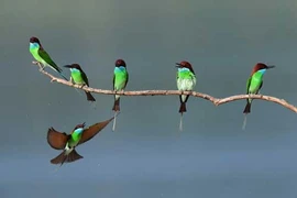 Những hình ảnh động vật đẹp mê hồn trên khắp thế giới