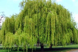 Những loài cây mang điềm rủi tuyệt đối không nên trồng