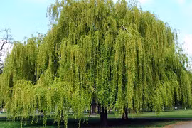 Những loài cây mang điềm rủi tuyệt đối không nên trồng