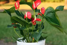 Người mệnh Hỏa nên trồng cây gì trong nhà để hút tài lộc