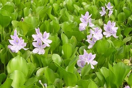 Cây quả mọc dại ở Việt Nam giá cực đắt khi sang nước ngoài