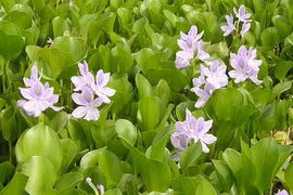 Cây quả mọc dại ở Việt Nam giá cực đắt khi sang nước ngoài